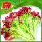 free of contamination hotbed red leaf lettuce