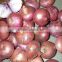 60mm size red onion red onions packing fresh red onions for sale
