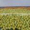 New crop fresh honey guangxi pomelo