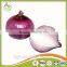 fresh yellow small onion in china
