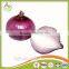 export onion from China with fresh and red onion