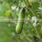 Hot Sell broad beans