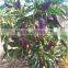 High Quality Colorful Pepper Seeds Ornamental Pepper Seeds Chili Seeds for Planting
