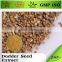 BNP GMP ISO supplier dodder seed extract powder---BNP