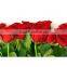 Fresh cut muticolor rose flower