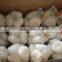 fresh garlic