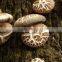 fresh shiitake mushroom /high quality xianggu for sale