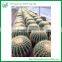 Indoor Plants Use and Subtropics Climate Echinocactus