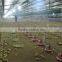 2016 Hot Sale Automatic Poultry Farm Equipment For Broiler Chicken
