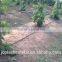 Cambodia hot sale pepper irrigation system