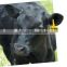 New products RFID animal ear tag/plastic ear tag for cattles /pigs