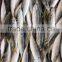 BQF frozen horse mackerel/round scad