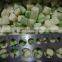 Sinocharm BRC-A approved IQ Zucchini F cube Frozen Zucchini