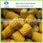 Sinocharm 2022 New Season BRC A approved IQF Cut Sweet Corn Frozen Cut Sweet Corn