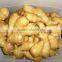 2016 Chinese fresh ginger wet dry half dry skin super quality