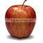 Fresh apple Gala with high quality and good taste for hot sale