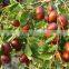 fresh Dried red Chinese dates/jujube