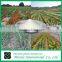 Agriculture grade SAP/potassium polyacrylate