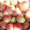 Red Gala Apple