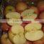 fresh fuji apples 2016 crop