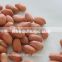 shandong long type blanched red skin peanut kernels