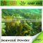 Healthy Food Kelp Seaweed Extract Powder