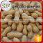 Skin extract organic roasted peanuts in shell