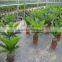 Small Cycas Revoluta
