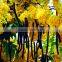 Cassia Fistula L.
