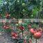 Top Quality Pink Tomato Seeds F1 Hybrid Chinese vegetable Seeds