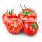 2016 trending products high seed germination red round tomato seeds to plant