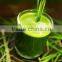 Super Grade Wheat Grass Powder At Your Door Steps