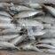 High Quality WR Frozen Jack Mackerel Fish 80 - 100 g
