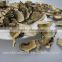 White Dried Bolete Mushroom Market Prices For Mushroom From Forest