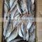 20 cm 25 cm Frozen Freeze Horse Mackerel