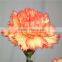 Fresh Cut Flower Classical Single Gerbera Decoration Flowers