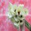 Wholesale most popular beautiful gerbera daisi