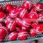 Red cricket Leather balls