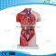 XC-202A 42CM 13 parts Male Torso Anatomical model