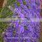 Most popular new coming jasmine rice flower box with 60-80cm long from Yunnan, China