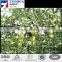 Best price,High quality Plant Support Net for Vegetable,Garden Climb