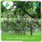 Emerald cheap su pear exporter