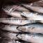 AAA QAULITY Frozen PACIFIC Mackerel