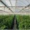 Long life multi span plastic film greenhouse for hydropnonic agriculture