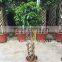 Ficus cage ficus benjamina high 110-200cm
