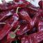 Dried Red Chilli