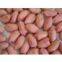 red skin peanut kernels