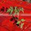 Wholesale mulching film with hole for agriculture