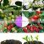 Upgrade Double Chip Full Spectrum 2000W LED Plant Light Grow Bloom Light