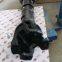 DZ9114311067 transmission shaft OEM copy